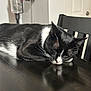 Kylo is registered to the contest to win money with this photo: animal, black_and_white, cat, chair, close_up, domestic, domestic_cat, feline, fur, home, indoor, pet, quiet, relaxed, resting, sleeping, table, vacuum_cleaner, whiskers, wooden_table
