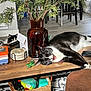 Kylo is registered to the contest to win money with this photo: basket, black_and_white_cat, cat, chair, coffee_table, furniture, greenery, home, indoor, living_room, peeking_cat, pet, plant, relaxing, remote_control, rug, toys, vase, wooden_floor, yawning