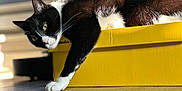 Kylo is registered to the contest to win money with this photo: animal, black_and_white, cat, closeup, cozy, curious, domestic, feline, floor, home, indoor, napping, paw, pet, relaxed, resting, shadow, sunlight, whiskers, yellow_box