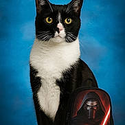 Kylo is registered to the contest to win money with this photo: animal, backpack, black_and_white, blue_background, cat, closeup, front_paws, fur, hooded_figure, indoor, lightsaber, pet, portrait, science_fiction, sitting, studio_lighting, toy, tuxedo_cat, whiskers, yellow_eyes