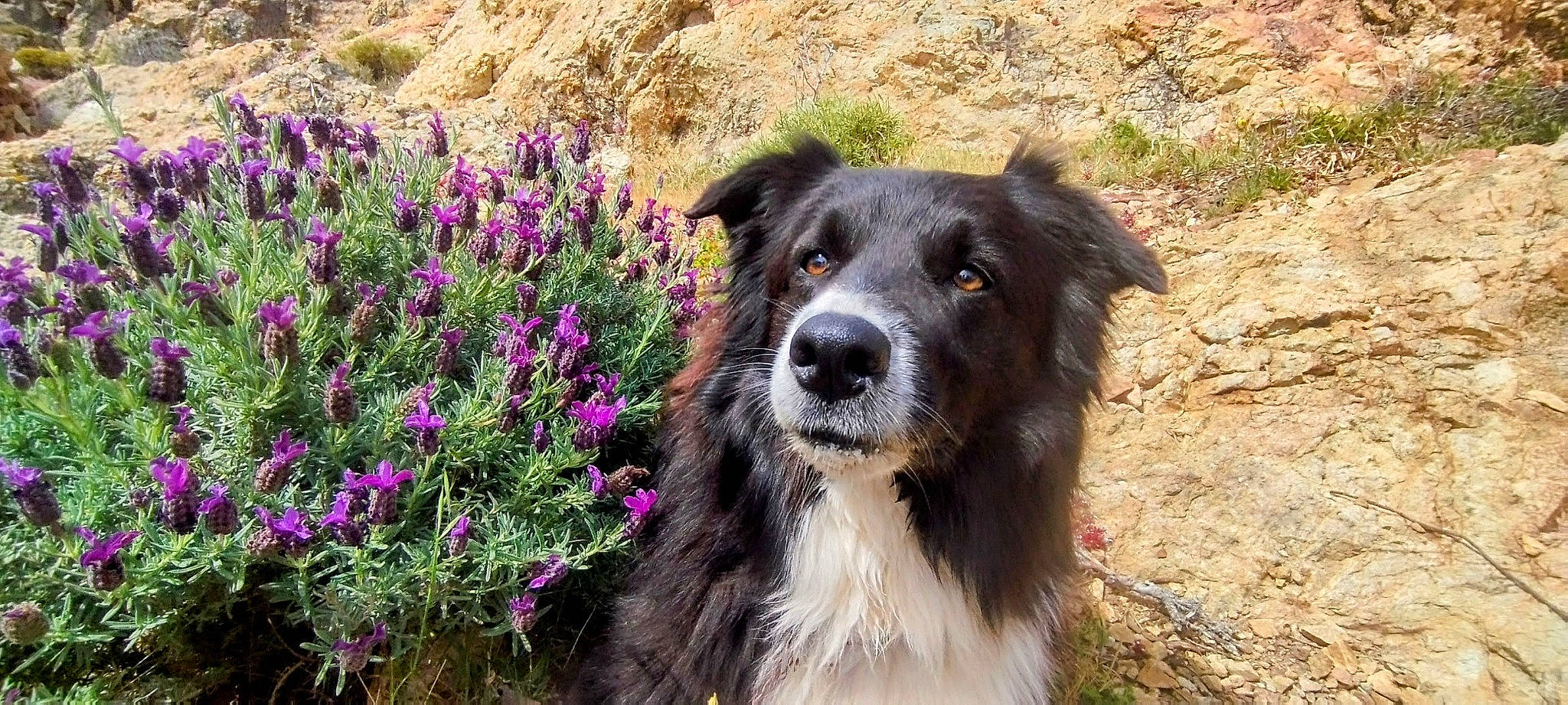 Perla participe au concours pour gagner de l'argent avec cette photo : adventure, annual_plant, borador, border_collie, canidae, carnivore, companion_dog, dog, dog_breed, flower, flowering_plant, grass, groundcover, herbaceous_plant, landscape, petal, plant, snout, sporting_group, working_animal