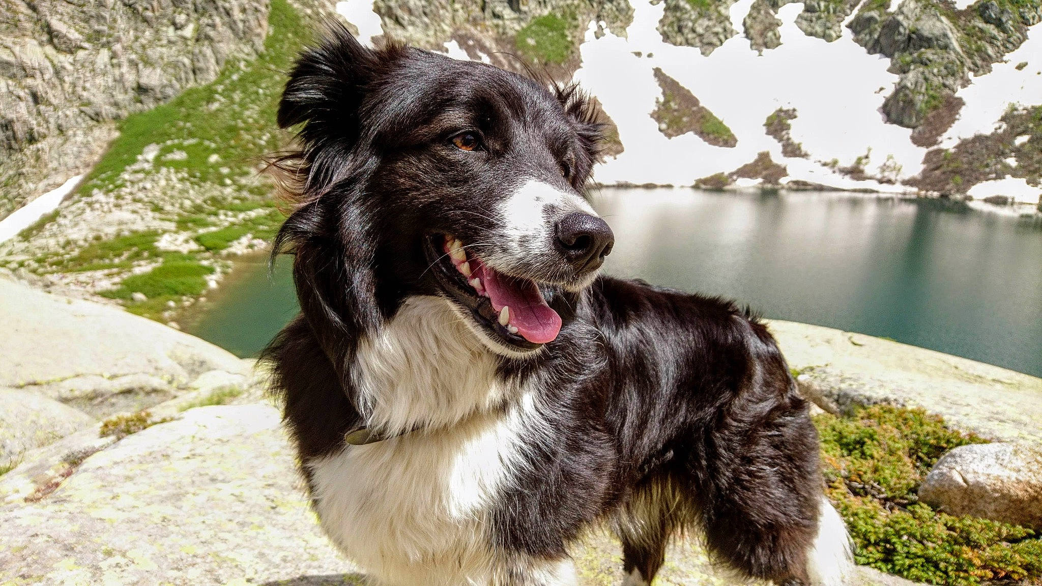 Perla participe au concours pour gagner de l'argent avec cette photo : adventure, australian_collie, australian_shepherd, border_collie, canidae, carnivore, dog, dog_breed, english_shepherd, herding_dog, mammal, rare_breed_dog, snout, sporting_group, stabyhoun, vertebrate, working_dog