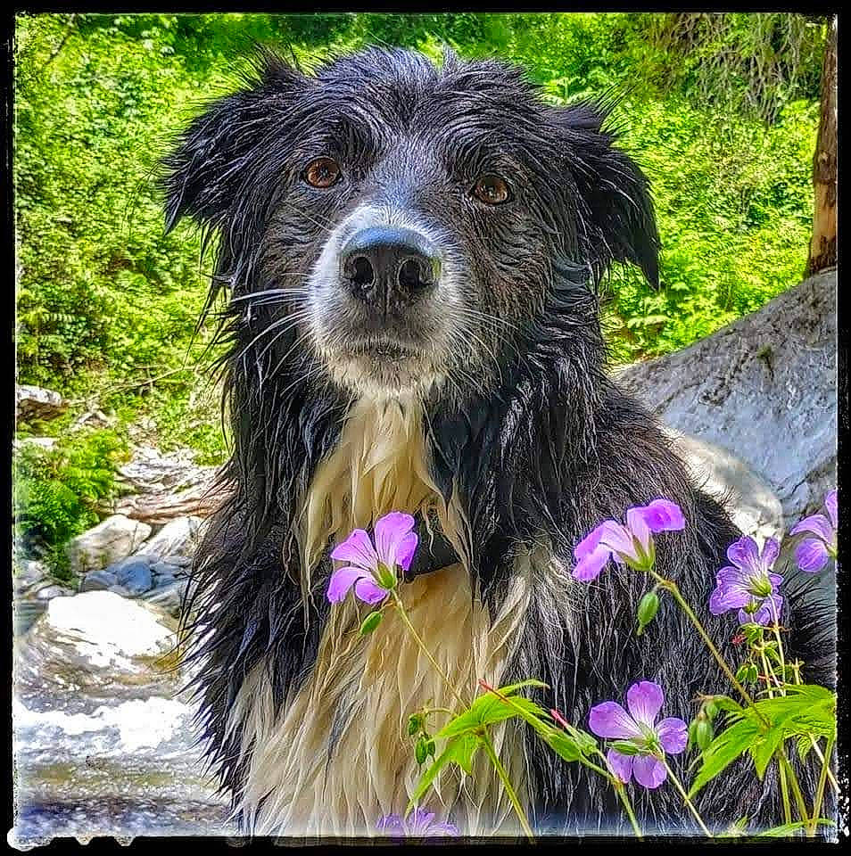 Perla a rejoint le concours — aidez-le/la à gagner de superbes lots ! canidae, carnivore, companion_dog, dog, dog_breed, flower, grass, groundcover, herding_dog, landscape, petal, plant, rectangle, snout, sporting_group, terrestrial_animal, terrestrial_plant, terrier, water_dog, working_animal