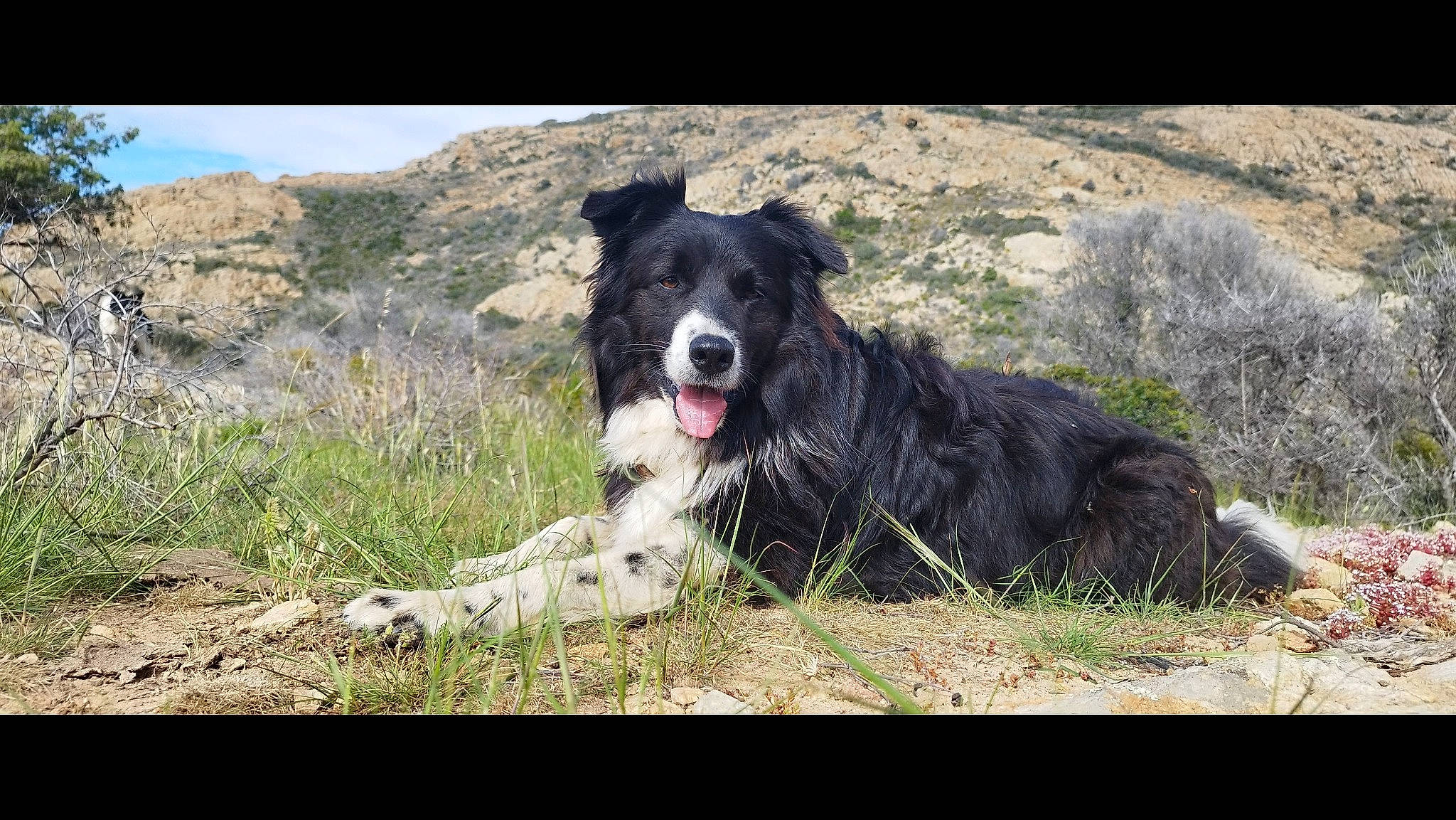 Perla participe au concours pour gagner de l'argent avec cette photo : borador, border_collie, canidae, carnivore, collar, companion_dog, dog, dog_breed, dog_collar, fur, grass, gun_dog, herding_dog, plant, sky, soil, sporting_group, tree, working_animal, working_dog
