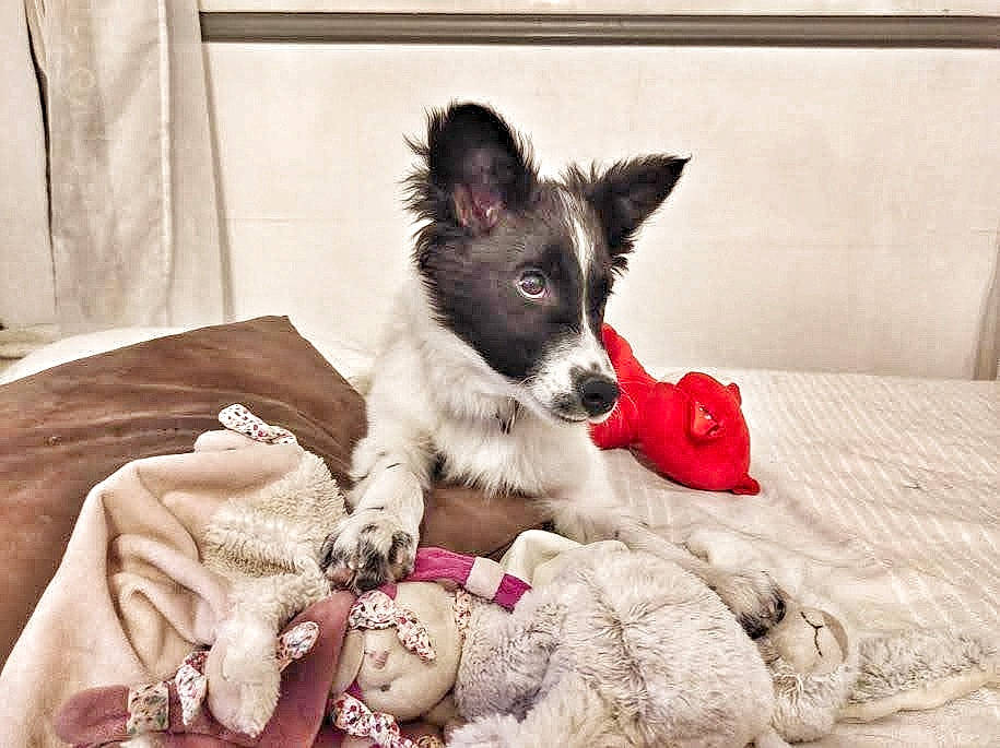 Nessa participe au concours pour gagner de l'argent avec cette photo : bed, canidae, carmine, carnivore, comfort, companion_dog, dog, dog_breed, dog_supply, fur, linens, magenta, non_sporting_group, paw, pillow, snout, sporting_group, toy_dog, whiskers, working_animal