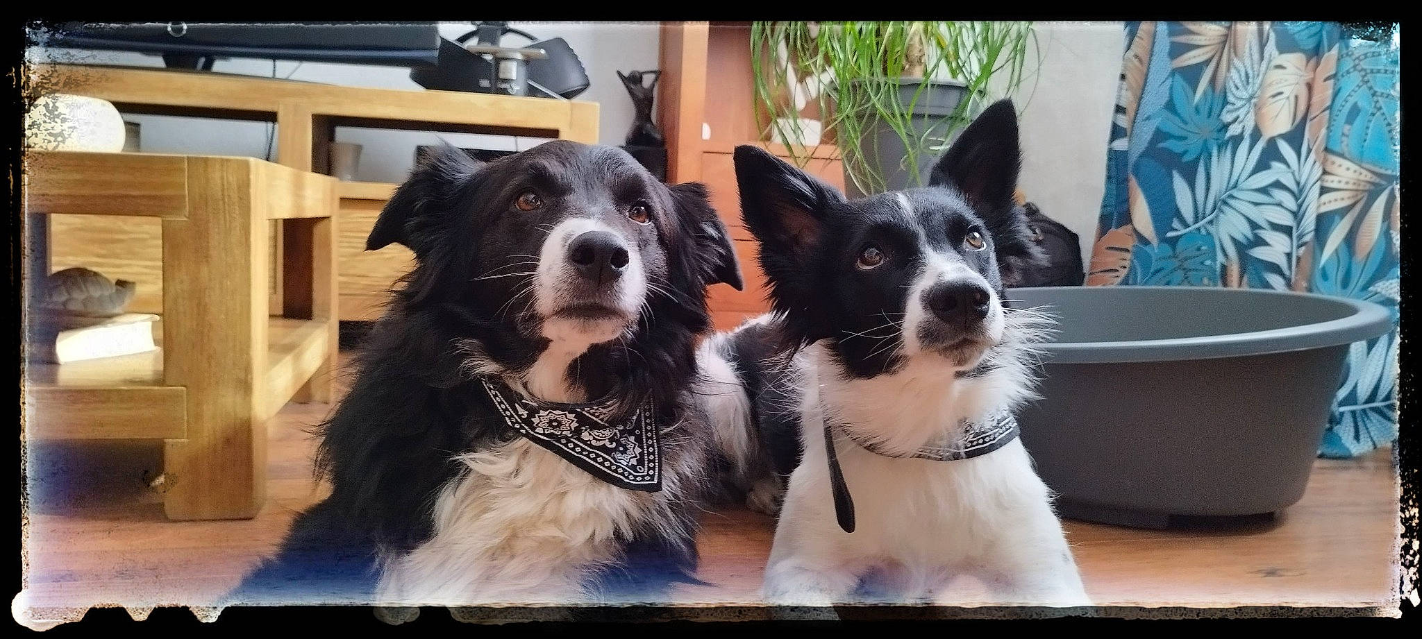 Nessa a rejoint le concours — aidez-le/la à gagner de superbes lots ! art, border_collie, canidae, carnivore, collar, companion_dog, dog, dog_breed, dog_collar, fur, herding_dog, mcnab, plant, puppy, rectangle, snout, sporting_group, whiskers, working_animal, working_dog