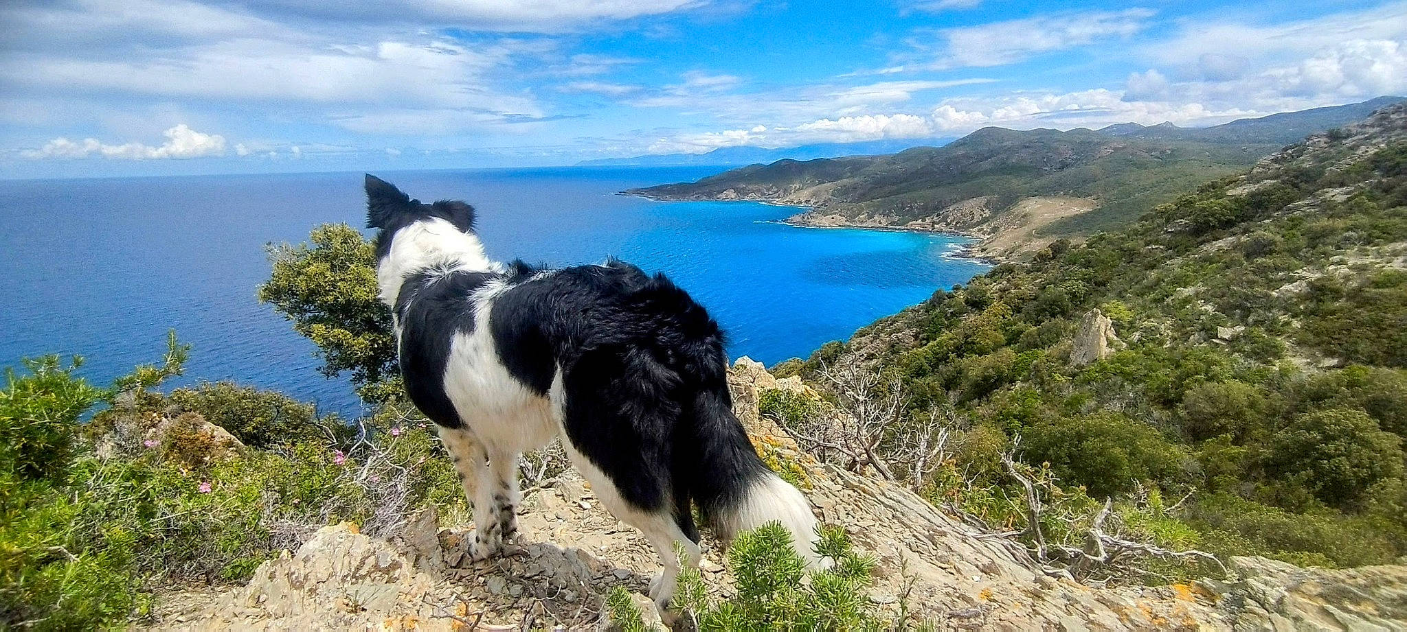 Nessa a rejoint le concours — aidez-le/la à gagner de superbes lots ! adventure, azure, canidae, carnivore, cloud, coast, dog, dog_breed, headland, herding_dog, hill, lake, landscape, mountain, natural_landscape, ocean, plant, sky, sporting_group, water