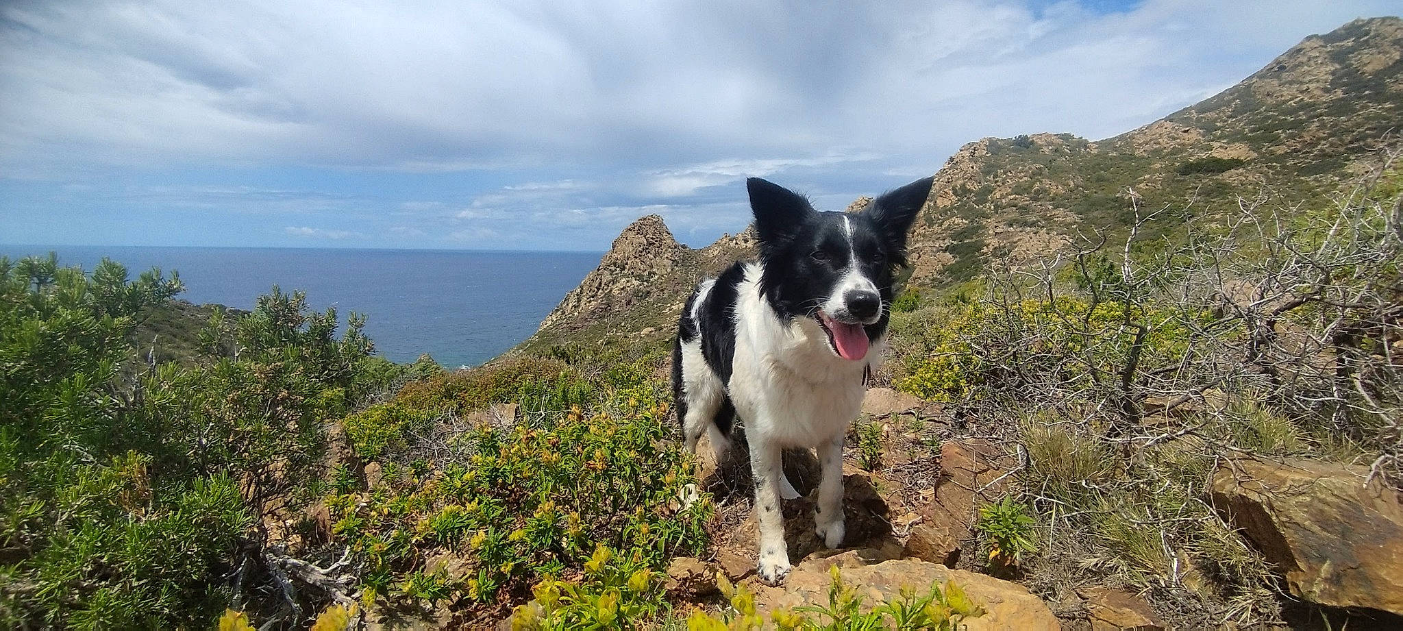 Nessa a rejoint le concours — aidez-le/la à gagner de superbes lots ! adventure, canidae, carnivore, cloud, collar, companion_dog, dog, dog_breed, headland, hunting_dog, mountain, non_sporting_group, plant, rock, sky, sporting_group, walking, water, working_animal, working_dog