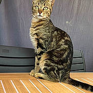 Ramses participe au concours pour gagner de l'argent avec cette photo : animal, background, cat, chair, domestic, ears, eyes, feline, fur, gray, indoor, pet, portrait, sitting, striped, tabby, table, tail, whiskers, wood