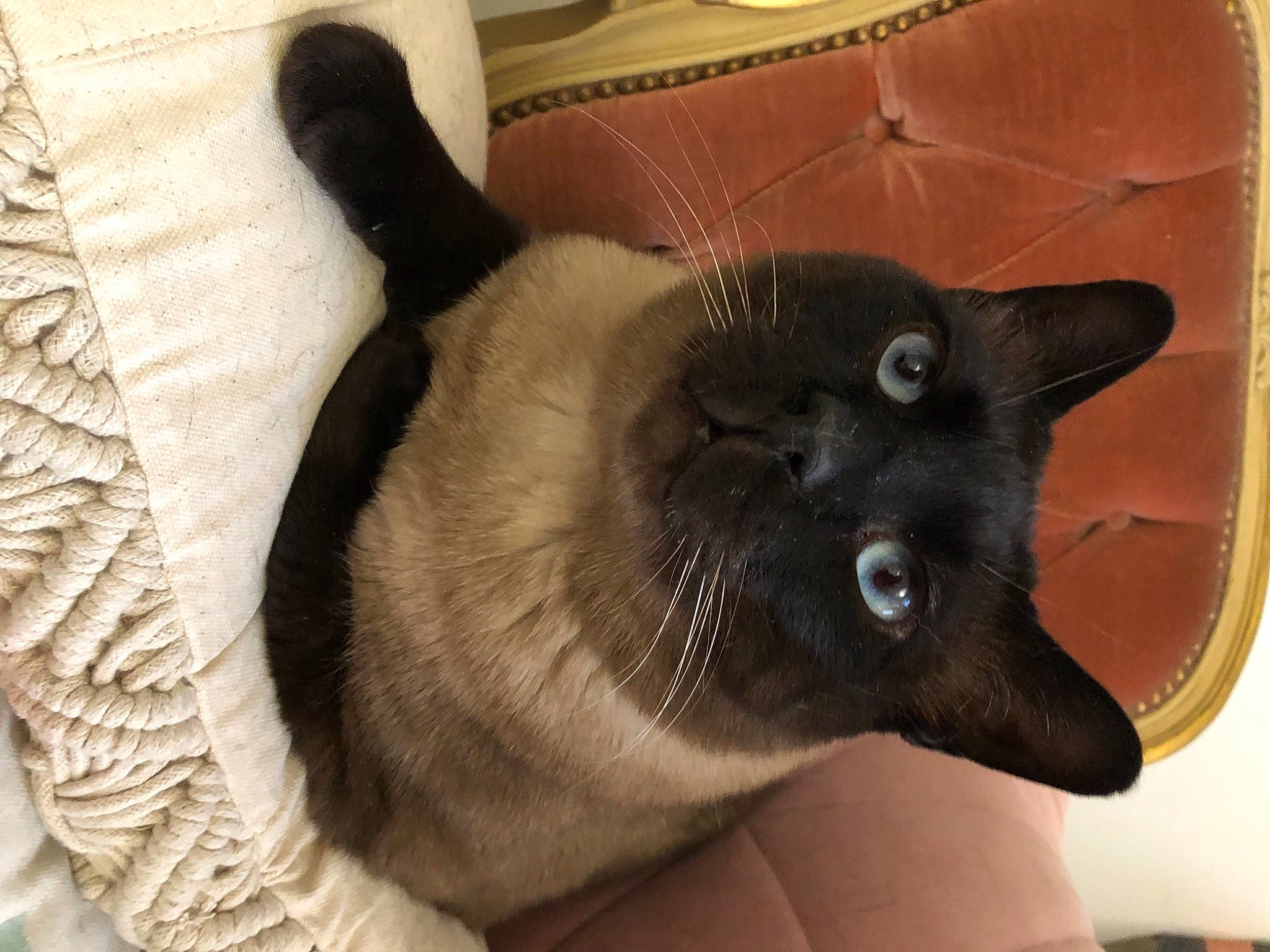 Mio participe au concours pour gagner de l'argent avec cette photo : balinese, black_cat, bombay, carnivore, cat, cat_supply, claw, comfort, domestic_short_haired_cat, ear, fawn, felidae, fur, siamese, small_to_medium_sized_cats, snout, tail, terrestrial_animal, thai, whiskers