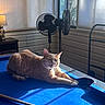 animal, blinds, blue_surface, cat, ceiling_fan, feline, furniture, indoor, lamp, living_room, orange_cat, pet, pool_table, relaxed, sleepy, standing_fan, stretching, sunbeam, sunlight, window