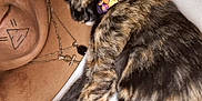 Nika joined the competition — help win amazing prizes! animal, cat, closeup, collar, comfort, cute, earring, face, feline, indoor, necklace, person, pet, relaxation, resting, skin, sleeping, tattoo, tortoiseshell, white_clothing