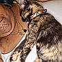 animal, cat, closeup, collar, comfort, cute, earring, face, feline, indoor, necklace, person, pet, relaxation, resting, skin, sleeping, tattoo, tortoiseshell, white_clothing