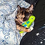 Nika is registered to the contest to win money with this photo: animal, bed, blanket, cat, comfort, cozy, cute, fur, indoor, kitten, night, patterned, pet, plush_toy, resting, sleeping, snuggling, stars, tortoiseshell, turtle
