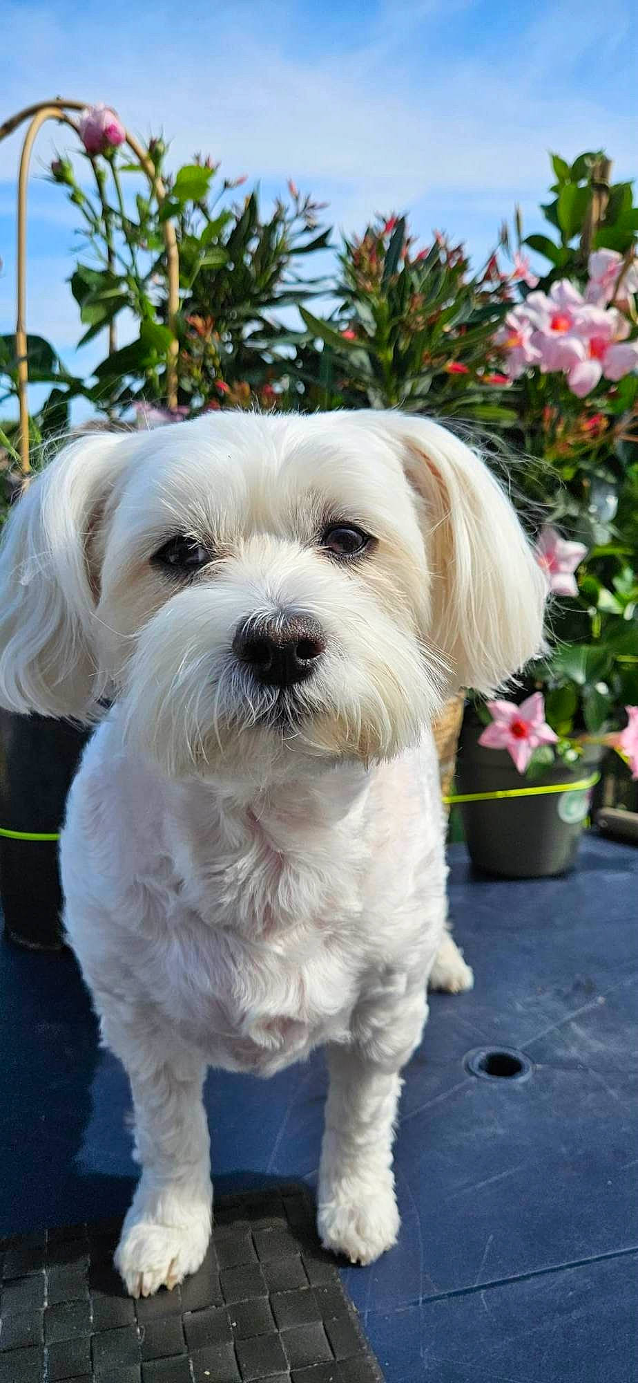 Louna participe au concours pour gagner de l'argent avec cette photo : canidae, carnivore, companion_dog, dog, dog_breed, dog_supply, flower, flowerpot, fur, glasses, houseplant, plant, sky, small_terrier, snout, sporting_group, terrier, toy_dog, tree, working_animal