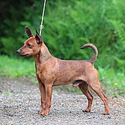 Sparrow a rejoint le concours — aidez-le/la à gagner de superbes lots ! alert, animal, brown_dog, canine, companion, dog, domestic_animal, ears_up, fur, gravel_path, greenery, leash, nature, outdoor, pet, side_view, standing, summer, tail_curled, walking