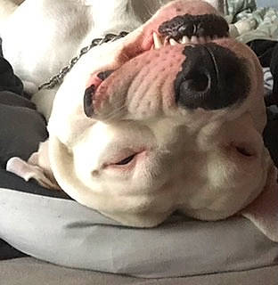 Braco participe au concours pour gagner de l'argent avec cette photo : bulldog, canidae, carnivore, comfort, companion_dog, dog, dog_breed, ear, fawn, french_bulldog, fur, jaw, paw, snout, sporting_group, terrestrial_animal, toy_dog, whiskers, working_animal, wrinkle