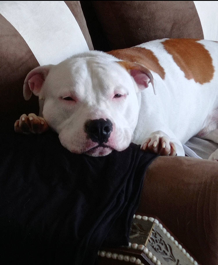 Braco participe au concours pour gagner de l'argent avec cette photo : canidae, carnivore, collar, comfort, companion_dog, dog, dog_breed, dog_collar, dogo_guatemalteco, ear, fawn, molosser, pet_supply, puppy, puppy_love, selfie, snout, sporting_group, whiskers, working_animal