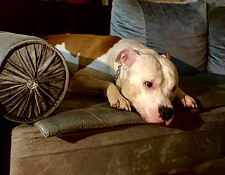 Braco a rejoint le concours — aidez-le/la à gagner de superbes lots ! canidae, carnivore, comfort, companion_dog, couch, dog, dog_breed, dog_supply, guard_dog, non_sporting_group, pet_supply, sporting_group, terrestrial_animal, wood, working_animal