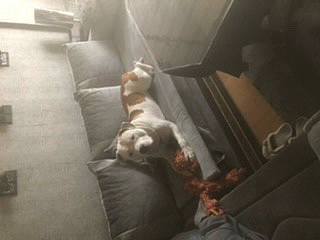 Braco a rejoint le concours — aidez-le/la à gagner de superbes lots ! brown, canidae, carnivore, cat, comfort, companion_dog, darkness, dog_breed, fawn, felidae, floor, flooring, fur, hardwood, room, small_to_medium_sized_cats, sporting_group, tail, whiskers, wood