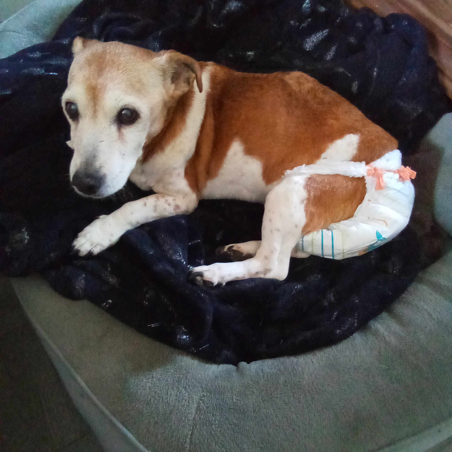 Lola a rejoint le concours — aidez-le/la à gagner de superbes lots ! animal, blanket, brown_and_white, comfort, companion, couch, cute, diaper, dog, domestic, floor, fur, furniture, indoor, looking_up, pet, relaxed, resting, small_dog, wood