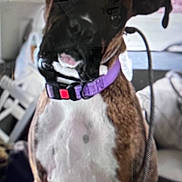 Harper joined the competition — help win amazing prizes! dog, brown, white, collar, purple_collar, indoor, pet, animal, furniture, blur, close_up, sitting, household, background, canine, domestic_animal, leash, reflection, indoor_lighting, portrait
