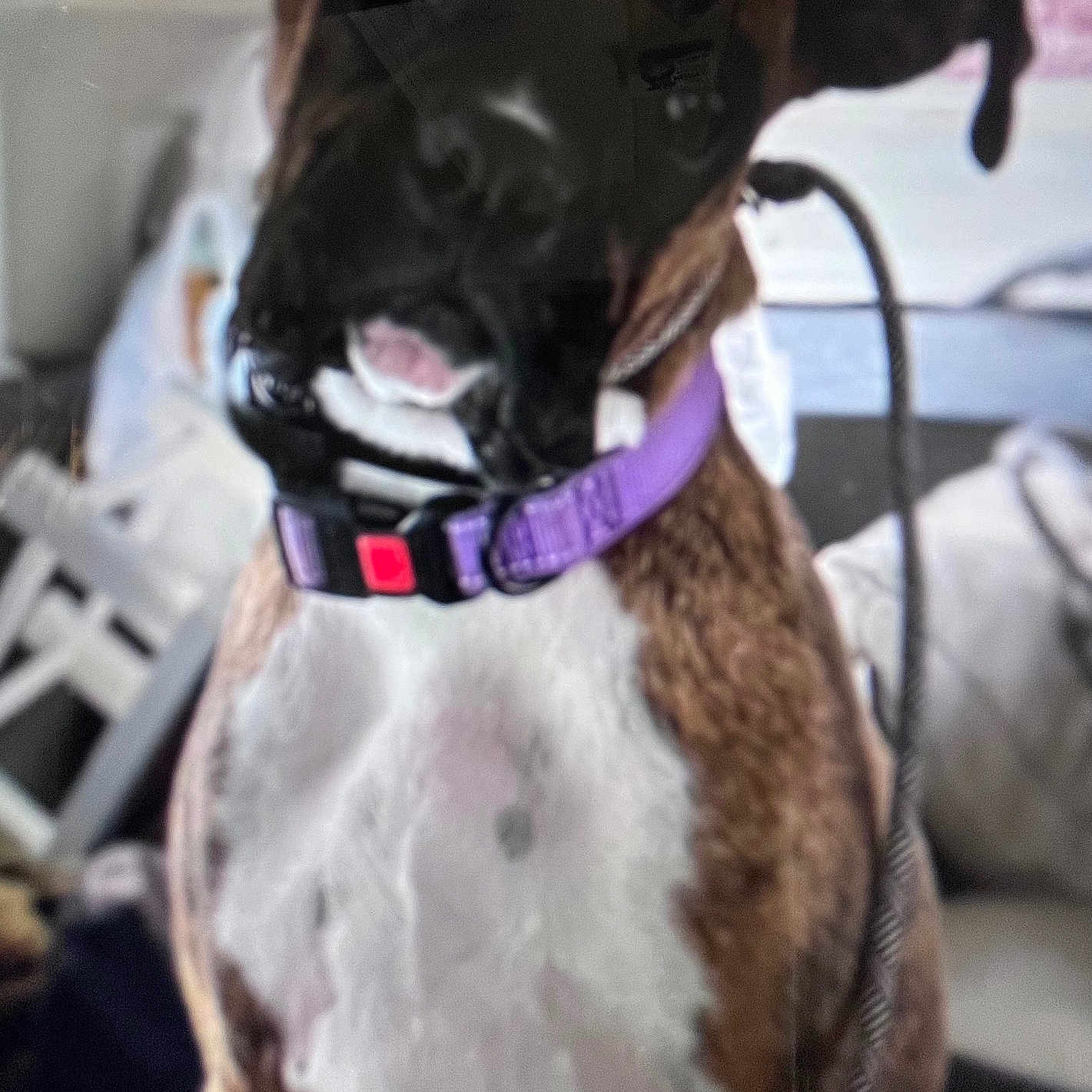 Harper joined the competition — help win amazing prizes! dog, brown, white, collar, purple_collar, indoor, pet, animal, furniture, blur, close_up, sitting, household, background, canine, domestic_animal, leash, reflection, indoor_lighting, portrait