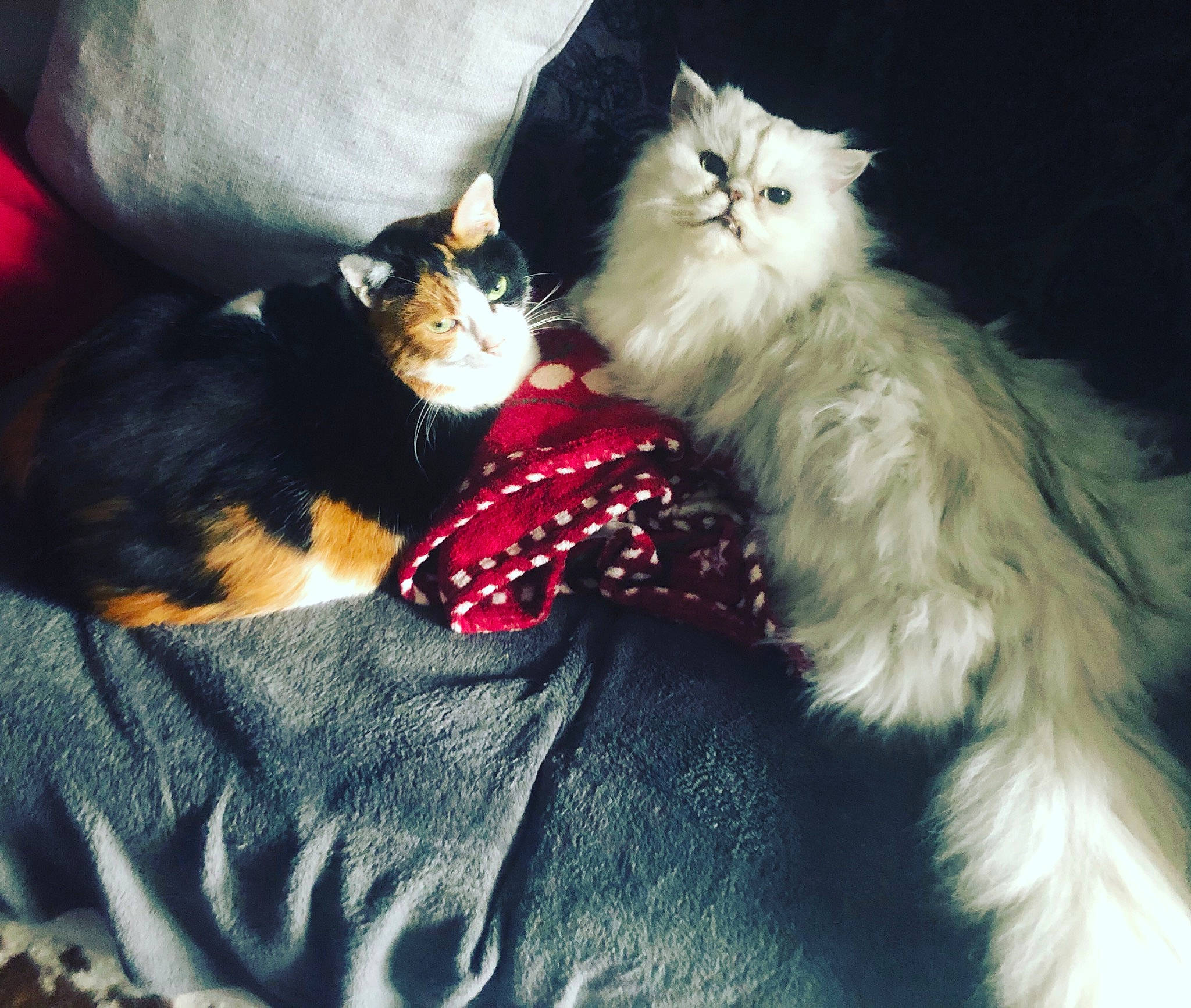 Nowé participe au concours pour gagner de l'argent avec cette photo : bed, blanket, carnivore, cat, claw, comfort, domestic_short_haired_cat, felidae, fur, lap, linens, love, nap, pattern, paw, plaid, sitting, small_to_medium_sized_cats, tail, whiskers