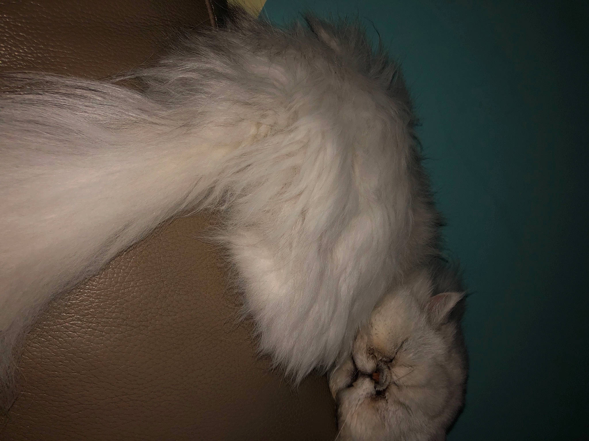 Nowé participe au concours pour gagner de l'argent avec cette photo : canidae, carnivore, cat, claw, darkness, dog_breed, fawn, feather, felidae, fur, paw, ragdoll, small_to_medium_sized_cats, snout, tail, whiskers