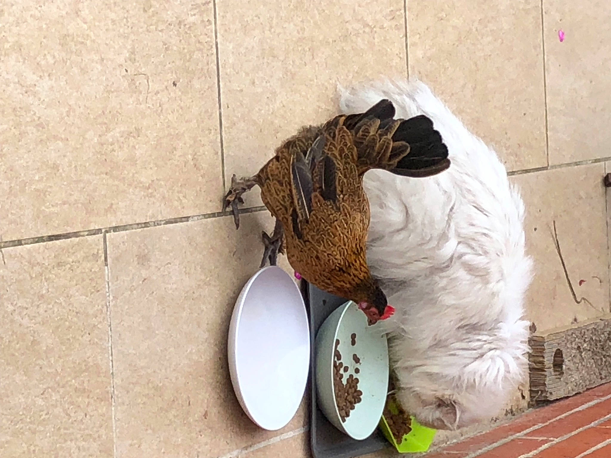 Nowé participe au concours pour gagner de l'argent avec cette photo : beak, bird, chicken, comb, comfort_food, dishware, flooring, galliformes, household_supply, linens, livestock, pet_supply, phasianidae, plumbing, porcelain, poultry, serveware, soil, tableware, wood