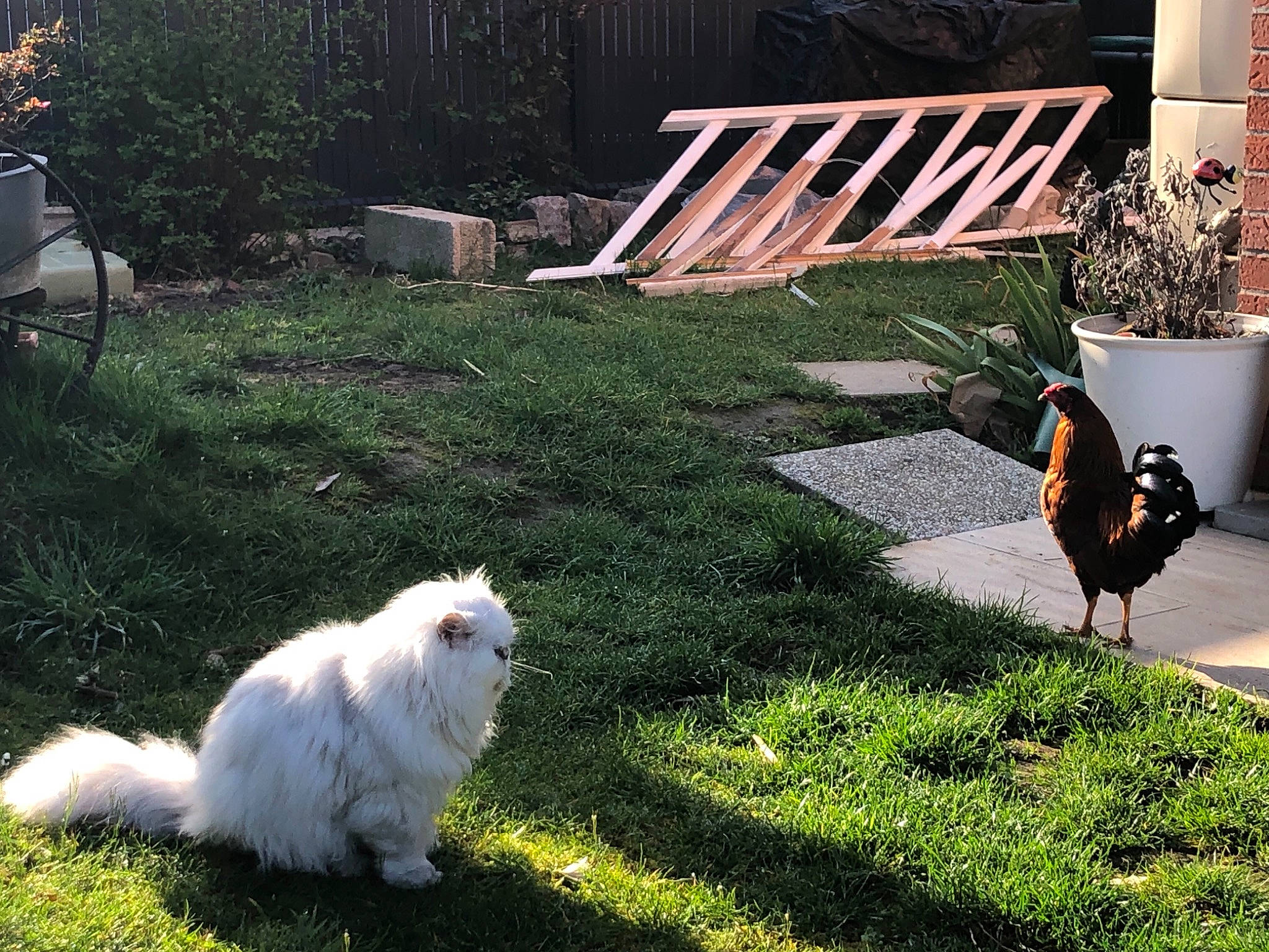 Nowé participe au concours pour gagner de l'argent avec cette photo : carnivore, chair, companion_dog, dog, dog_breed, flowerpot, garden, grass, grass_family, green, lawn, light, outdoor_furniture, plant, shrub, spitz, sporting_group, tail, toy_dog, wood