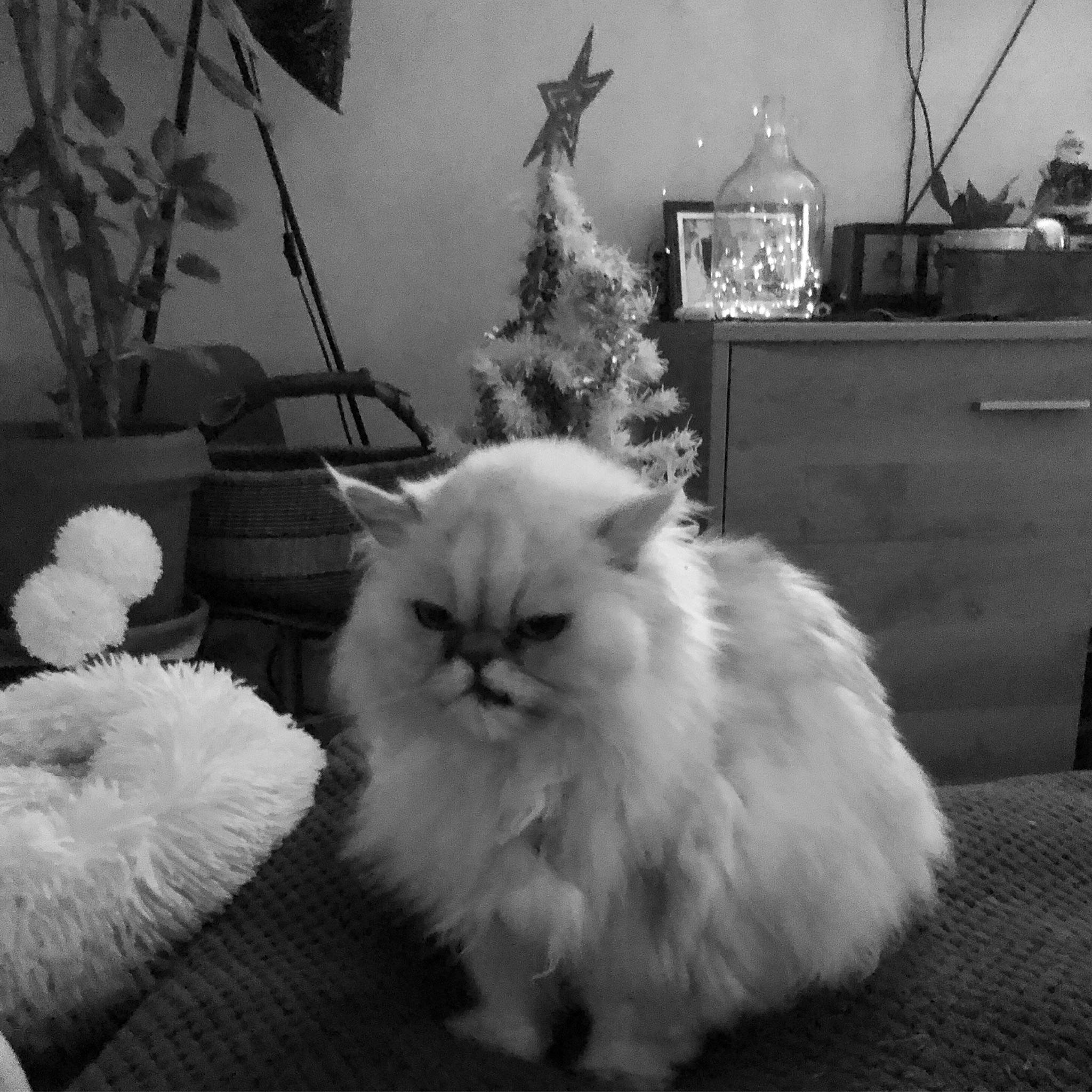 Nowé a rejoint le concours — aidez-le/la à gagner de superbes lots ! black, black_and_white, carnivore, cat, christmas_tree, felidae, fur, grey, houseplant, lamp, light, monochrome, monochrome_photography, photograph, picture_frame, plant, small_to_medium_sized_cats, style, whiskers, white