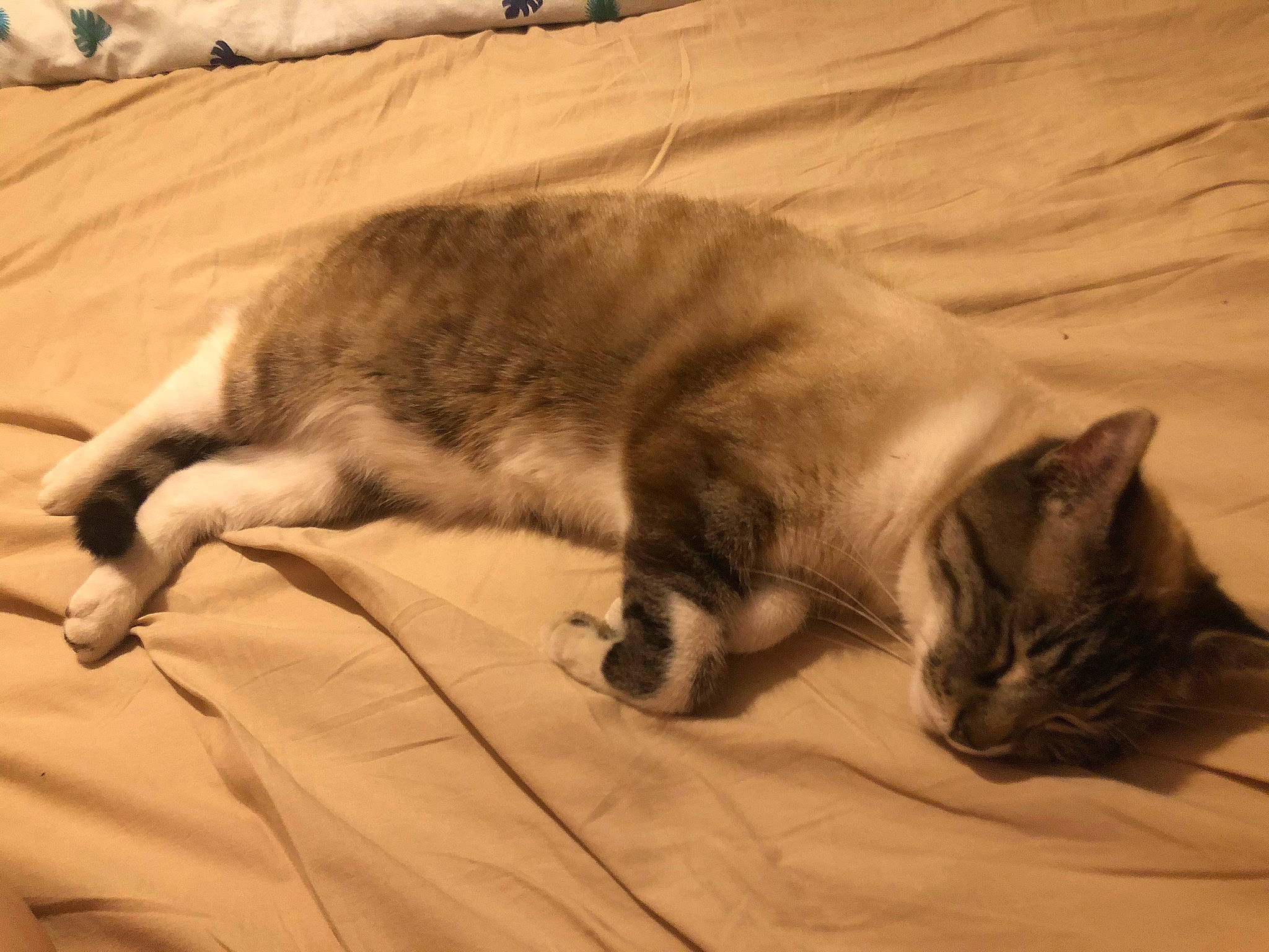 Jodie participe au concours pour gagner de l'argent avec cette photo : bedding, carnivore, cat, comfort, domestic_short_haired_cat, fawn, felidae, flooring, fur, grey, linens, nap, paw, sand, sleep, small_to_medium_sized_cats, snout, tail, whiskers, wood