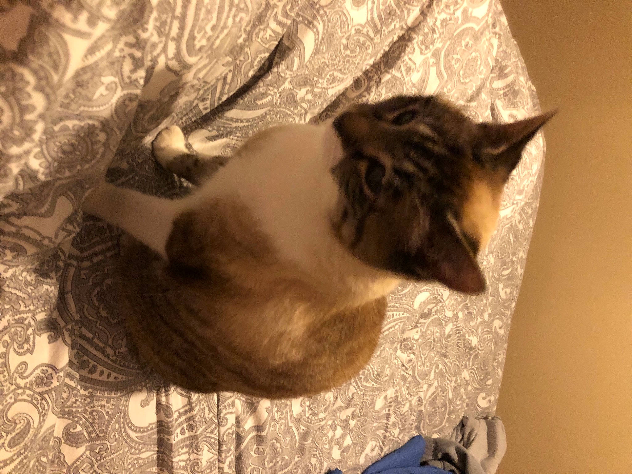 Jodie a rejoint le concours — aidez-le/la à gagner de superbes lots ! backpack, bag, balinese, birman, carnivore, cat, comfort, domestic_short_haired_cat, fawn, felidae, fur, linens, luggage_and_bags, siamese, small_to_medium_sized_cats, tail, thai, tonkinese, whiskers, wood