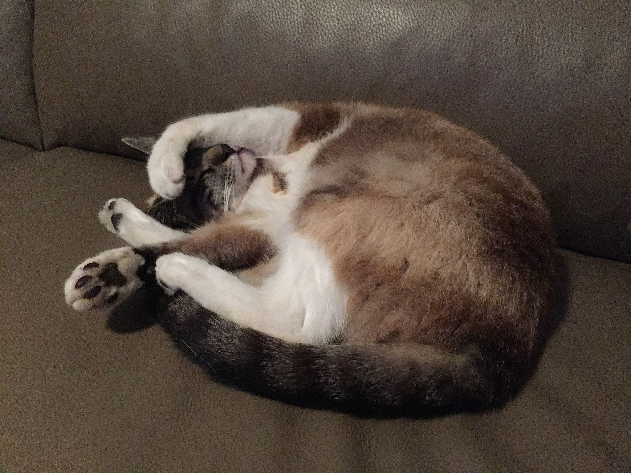 Jodie participe au concours pour gagner de l'argent avec cette photo : canidae, carnivore, cat, claw, comfort, companion_dog, couch, dog_breed, domestic_short_haired_cat, fawn, felidae, fur, hardwood, nap, paw, small_to_medium_sized_cats, sporting_group, tail, whiskers, wood