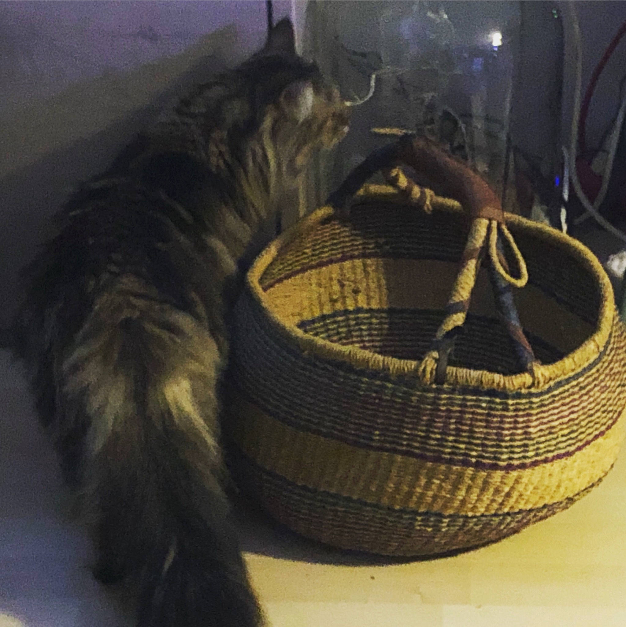 Nala a rejoint le concours — aidez-le/la à gagner de superbes lots ! automotive_tire, basket, canidae, carnivore, comfort, dog_breed, felidae, fur, pet_supply, small_to_medium_sized_cats, snout, sporting_group, storage_basket, synthetic_rubber, tail, terrestrial_animal, tread, whiskers, wicker, working_animal