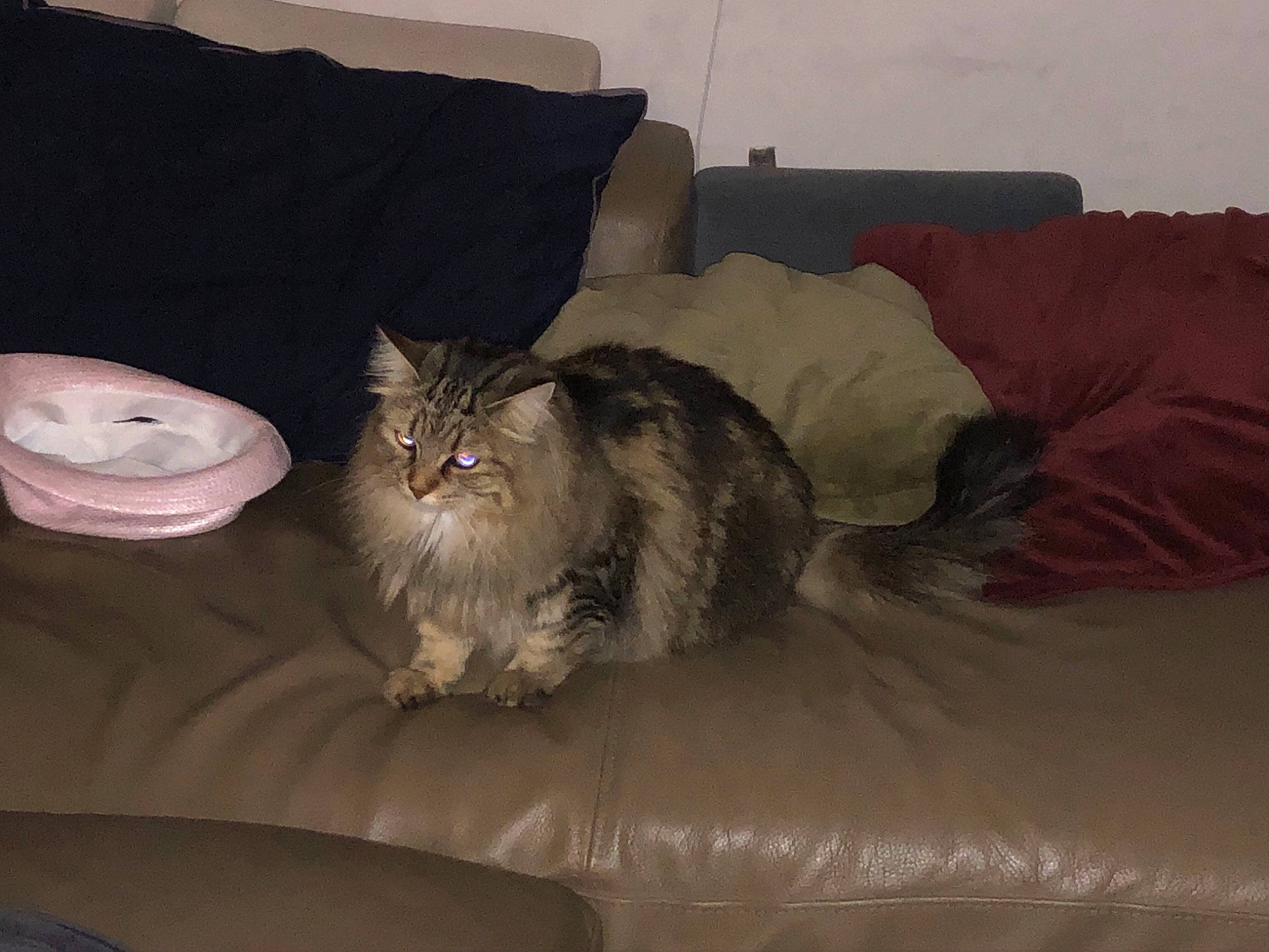 Nala a rejoint le concours — aidez-le/la à gagner de superbes lots ! bed, bedding, brown, carnivore, cat, comfort, couch, felidae, fur, furniture, grey, hardwood, linens, living_room, maine_coon, room, small_to_medium_sized_cats, tableware, tail, whiskers