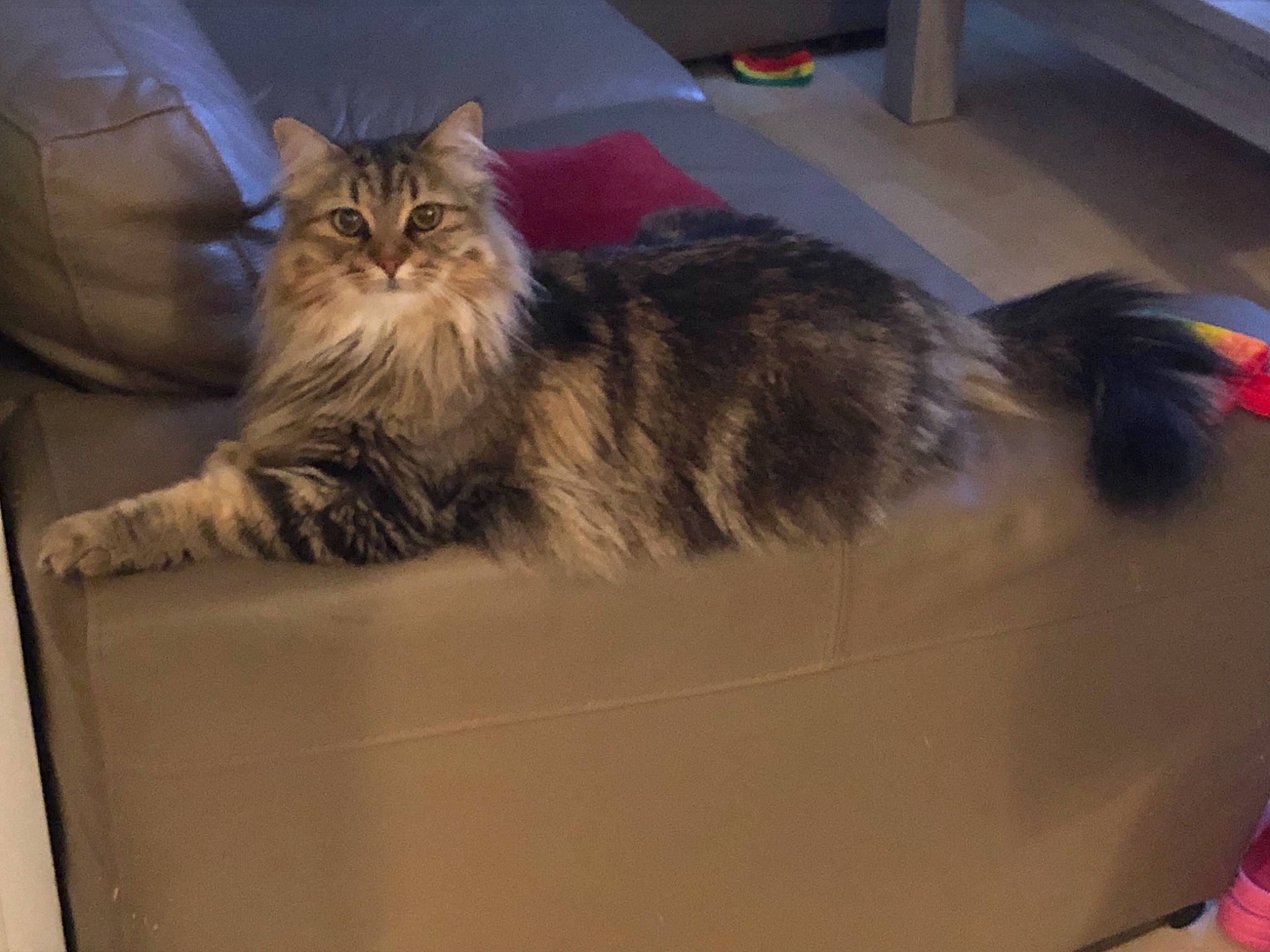 Nala a rejoint le concours — aidez-le/la à gagner de superbes lots ! box, cardboard, carnivore, carton, cat, claw, comfort, domestic_short_haired_cat, fawn, felidae, fur, maine_coon, packaging_and_labeling, paw, room, shipping_box, small_to_medium_sized_cats, tail, whiskers, wood