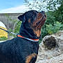 rottweiler, dog, pet, animal, outdoor, nature, canine, collar, leash, mammal, portrait, black, brown, fur, wet, confident, standing, rock, bridge, greenery