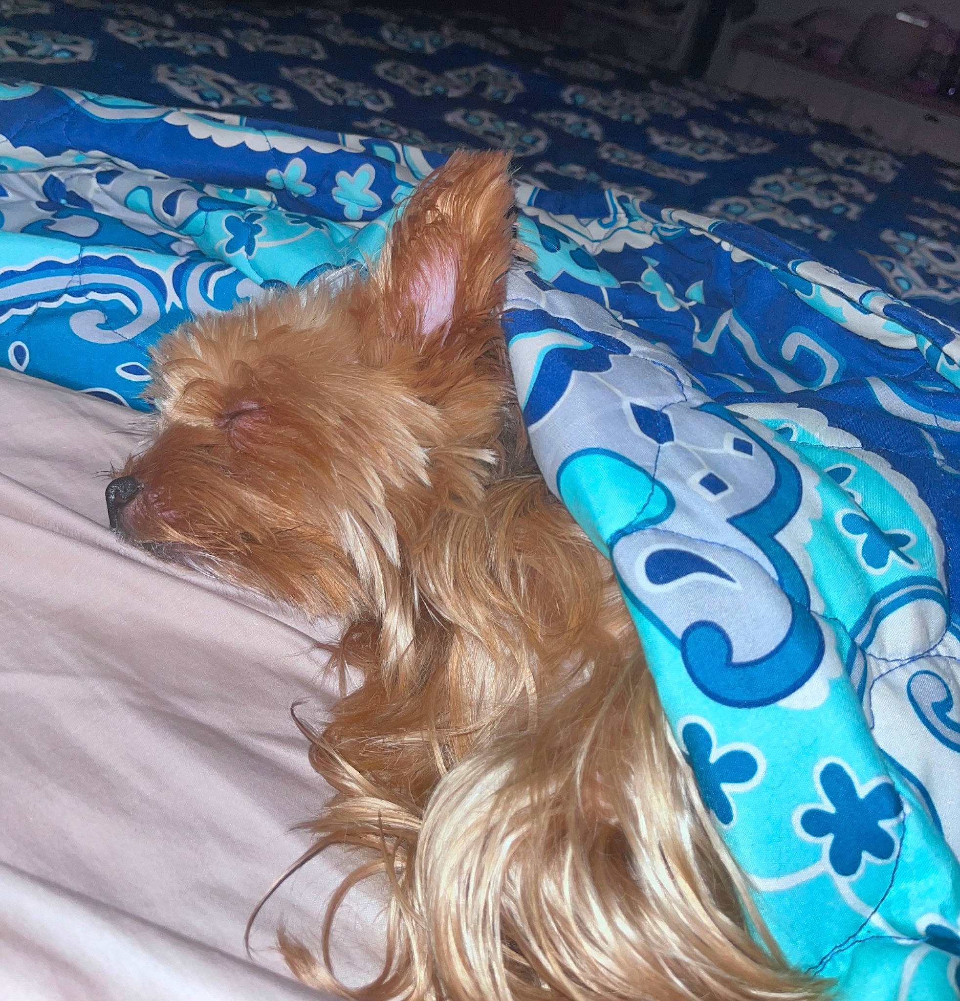 Winston is registered to the contest to win money with this photo: canidae, carnivore, companion_dog, dog, dog_breed, dog_supply, electric_blue, fashion_accessory, fawn, feathered_hair, flooring, fur, linens, liver, pattern, sporting_group, tail, terrier, toy_dog, yorkshire_terrier