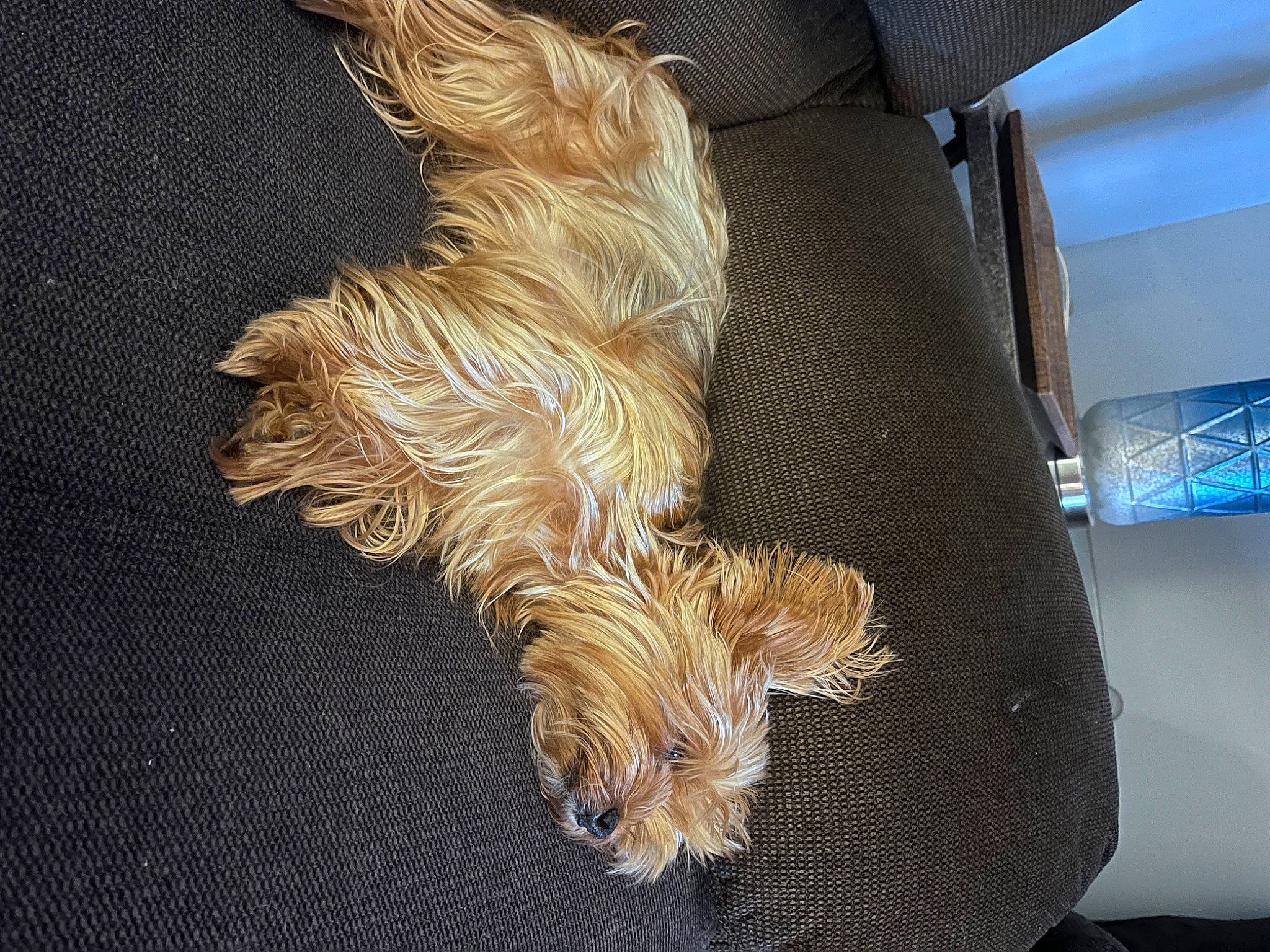 Winston joined the competition — help win amazing prizes! carnivore, comfort, companion_dog, dog, dog_breed, fur, human_leg, liver, small_terrier, sporting_group, tail, terrier, toy_dog, wood