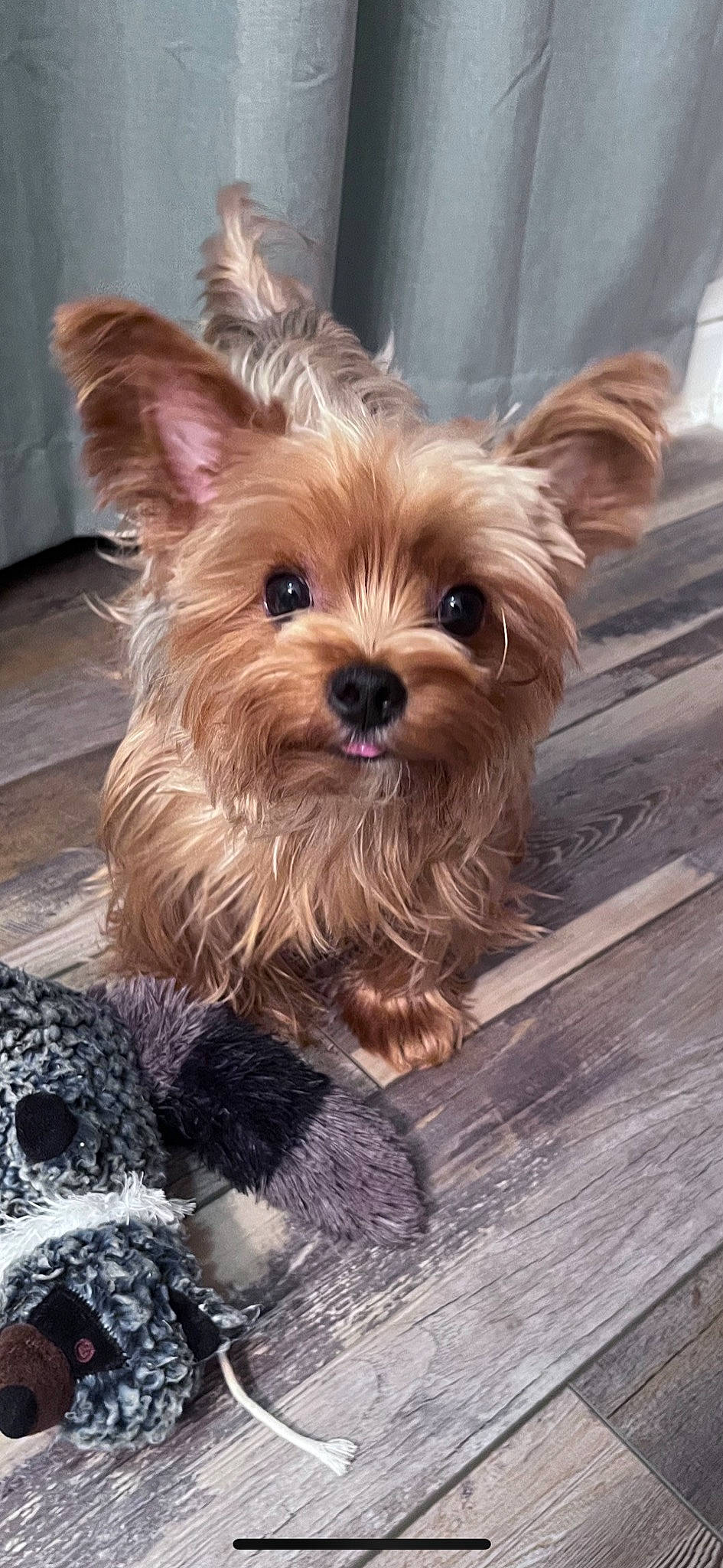 Winston joined the competition — help win amazing prizes! biewer_terrier, canidae, carnivore, companion_dog, dog, dog_breed, dog_supply, fawn, fur, hardwood, liver, small_terrier, snout, sporting_group, terrier, toy_dog, wood, working_animal, yorkipoo, yorkshire_terrier