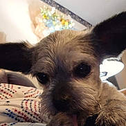 Cami joined the competition — help win amazing prizes! dog, close_up, paw, licking, ears, indoors, floral_arrangement, soft_lighting, cozy, pet, cute, furry, animal, companion, snout, fur, bed, blanket, domestic, home