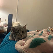 Smokey is registered to the contest to win money with this photo: animal, bed, blanket, cat, comfort, cozy, curious, cute, domestic, feline, furniture, furry, home, indoor, pet, plush_toys, relaxed, resting, soft_lighting, teddy_bears