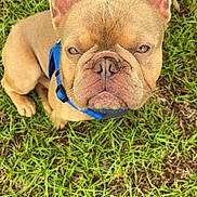 Finnigun joined the competition — help win amazing prizes! animal, blue_harness, brown_dog, canine, companion, cute, dog, domestic_animal, ears, french_bulldog, fur, grass, looking_up, nature, outdoor, paw, pet, playful, portrait, sitting