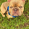 animal, blue_harness, brown_dog, canine, companion, cute, dog, domestic_animal, ears, french_bulldog, fur, grass, looking_up, nature, outdoor, paw, pet, playful, portrait, sitting