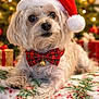 bell, blanket, bow_tie, celebration, christmas_tree, cute, decorations, dog, festive, fur, green, holiday, indoors, lights, ornaments, pet, red, santa_hat, seasonal, white