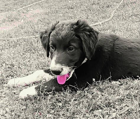Toad joined the competition — help win amazing prizes! ball, carnivore, companion_dog, dog, dog_breed, grass, gun_dog, monochrome, monochrome_photography, paw, retriever, snout, soil, sporting_group, street_dog, terrestrial_animal, working_animal, working_dog