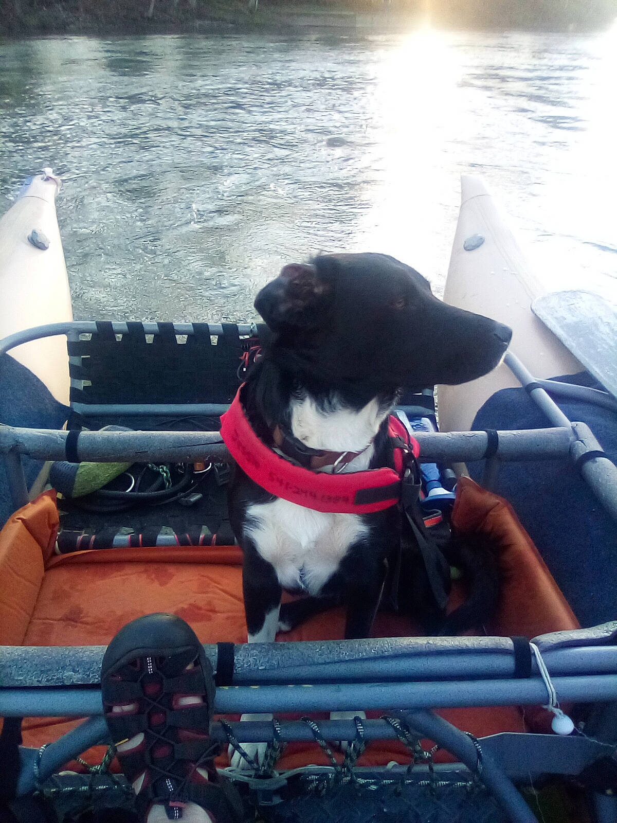 Moose is registered to the contest to win money with this photo: auto_part, automotive_exterior, boat, boats_and_boating_equipment_and_supplies, carnivore, collar, companion_dog, dog, dog_breed, dog_collar, lake, motor_vehicle, snout, steering_wheel, vehicle, water, watercraft, waterway, windshield, working_animal