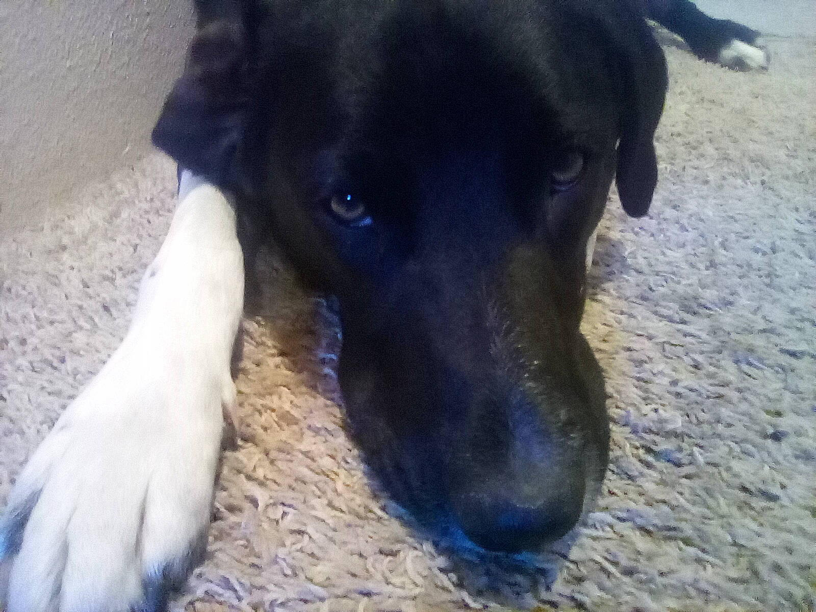 Moose is registered to the contest to win money with this photo: borador, canidae, carnivore, companion_dog, dog, dog_breed, electric_blue, fur, snout, sporting_group, terrestrial_animal, whiskers, working_animal